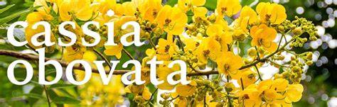 Infografika a cassia obovata használatáról