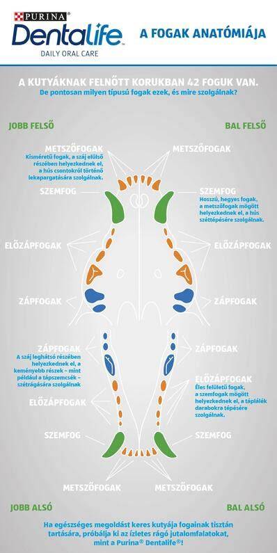 otthoni-kutya-trimmeles-terkep