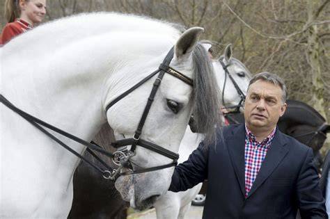 ló télvédelmi bundázat