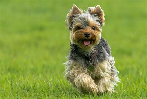 kutyakozmetikus yorkshire terrier