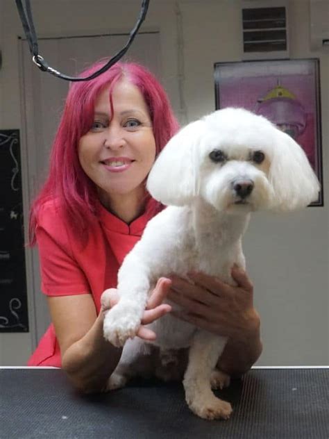 kutyakozmetikus munkafolyamat