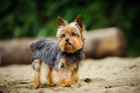 yorkshire terrier kutya kozmetikában