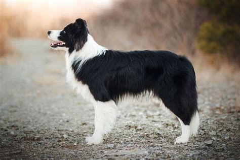 Border collie terelés közben
