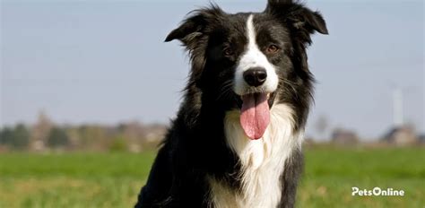 Border collie fajta standard