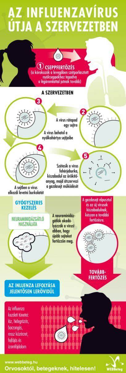 Infografika: HSV-1 kórokozója és útja a szervezetben