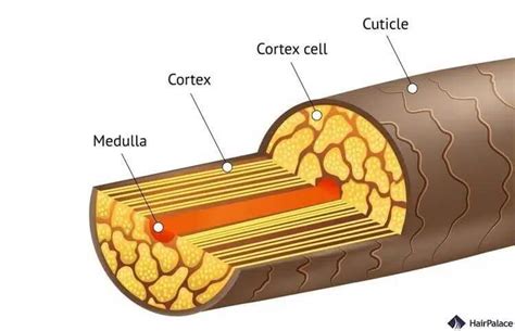 az emberi haj szerkezete (cuticula, kéreg, velő)