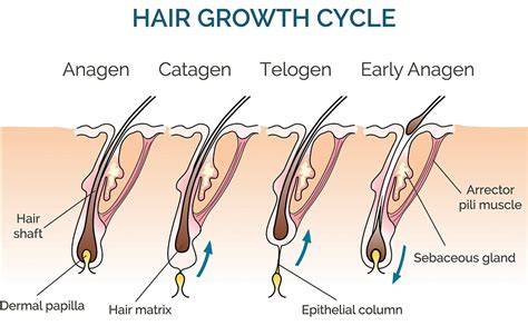Infografika: Haj növekedési ciklusa (anagén, katagén, telogén) és átlagos növekedési ütem