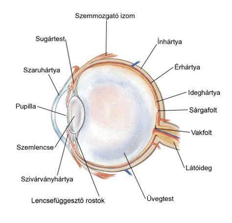 Infografika: a szem rétegei és a bevérzés helyei