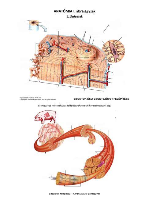 haránt metszet haj anatómiája diagram