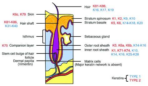 diagram a keratin-behatolás lépcsőiről