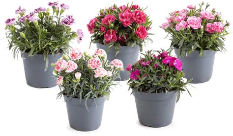 különböző hajfestő növények