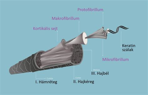 Ábra: Plex technológia működése a hajszál belsejében