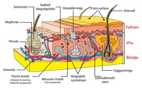 Kontraszt a bőr és a szőr színe között