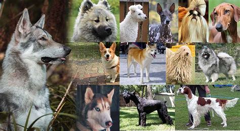 Különböző kutyafajták bundája