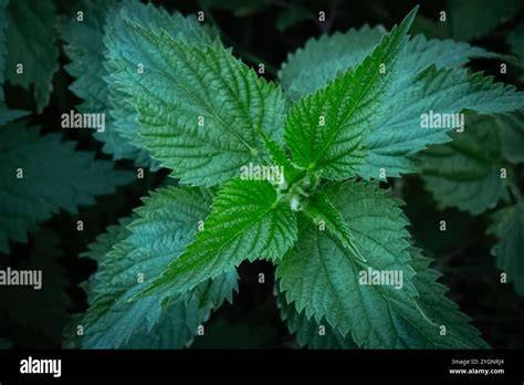 cson aerial view of nettle leaves