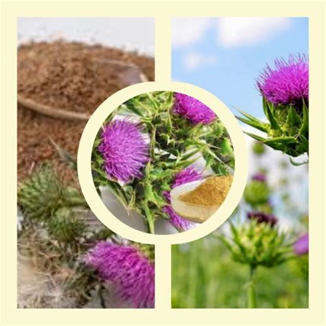 Máriatövis növény és kapszulák