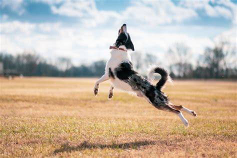 border collie alapos szőrápolási útmutató