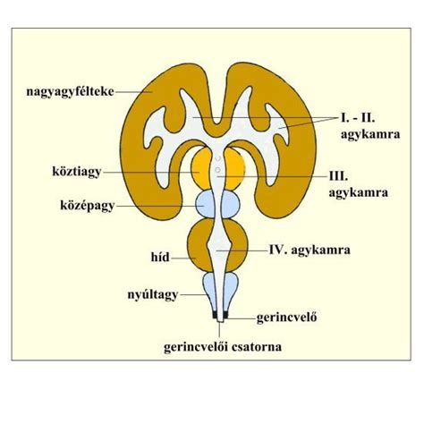Az agy működését ábrázoló sematikus rajz, kiemelve az ingerületátvivő anyagok szerepét