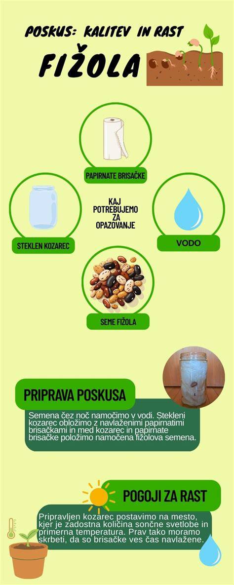 Infografika a fejbőrvédelem 7 lépéséről