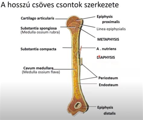 Illusztráció: A koponyacsontok szerkezete és részei