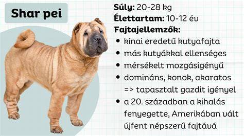 kínai shar-pei fajta røzinterakciók és családi kapcsolatok