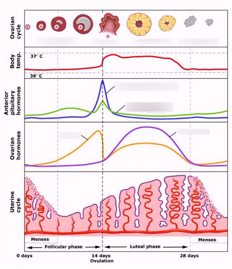 Hormonális ciklus és a hajszín változásának kapcsolata