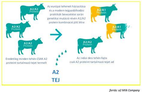 vizuális magyarázó ábra a dauer kezelés menetéről