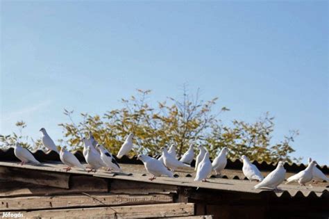 Postagalambok a röptetőn