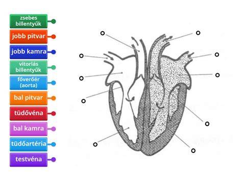 borotva felépítése diagram