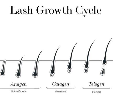 infographic on natural lash growth stages