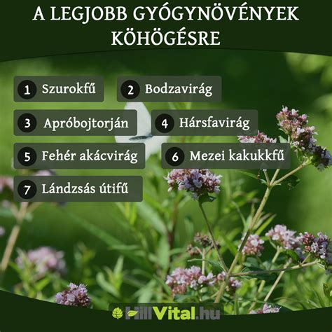 Gyógynövények gyűjteménye a hajápoláshoz