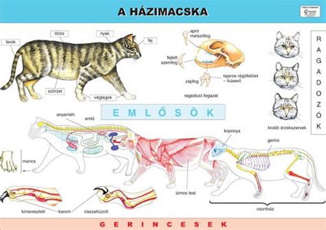 Macska bajuszának anatómiai felépítése