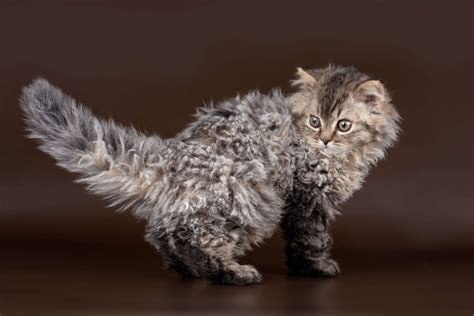 Selkirk Rex macska