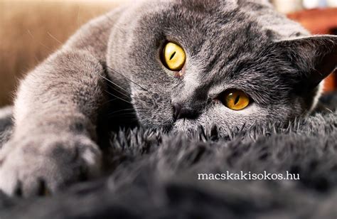 Különböző Rex macskafajták összehasonlítása