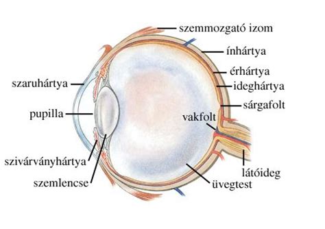 Infografika: szempilla felépítése és élettartama