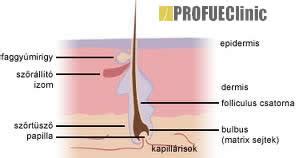 kávébabok és a haj növekedése