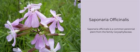 Infografika: Saponaria officinalis hatoanyagai és felhasználási területei