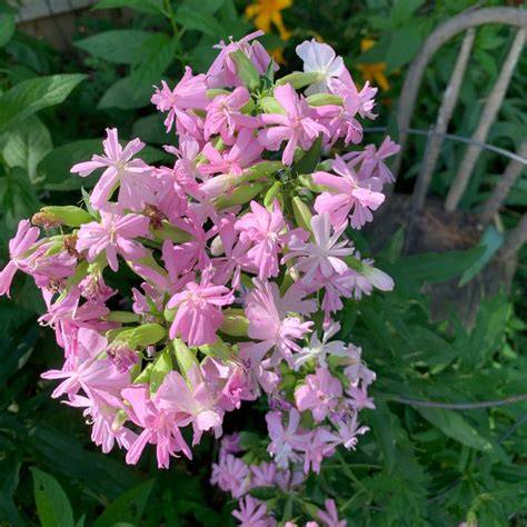 Infografika: Saponaria officinalis elterjedése és vegetációs idő