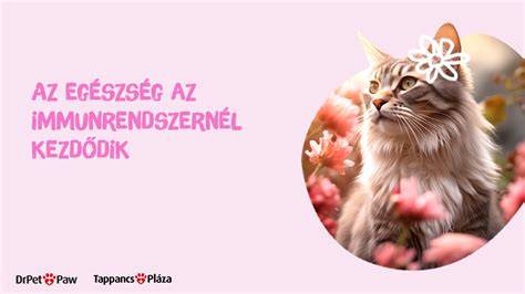 Ábra: élesztő által támogatott bőrszöveti immunvédelem