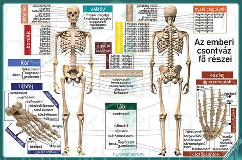 Infografika: Fejbőr anatómiája, hajtüszők és faggyúmirigyek kapcsolata