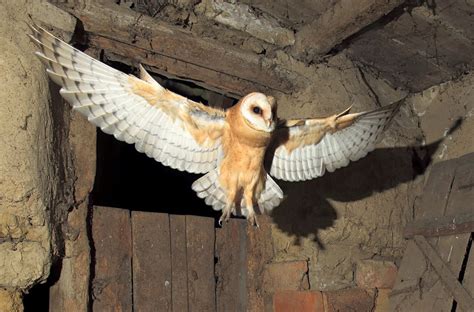 Gyöngybagoly elterjedési területe