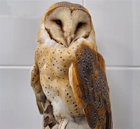 Gyöngybagoly szív alakú arcfátyla