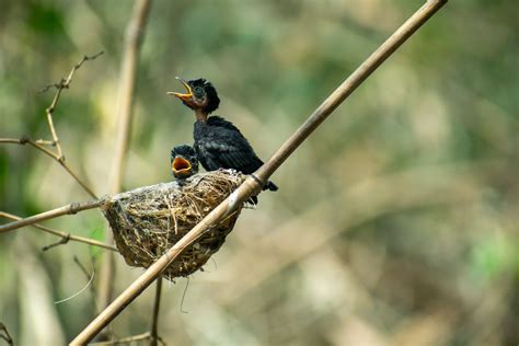 Fiatal gyöngybagoly a fészekben