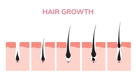 A haj növekedési ciklusának ábrája