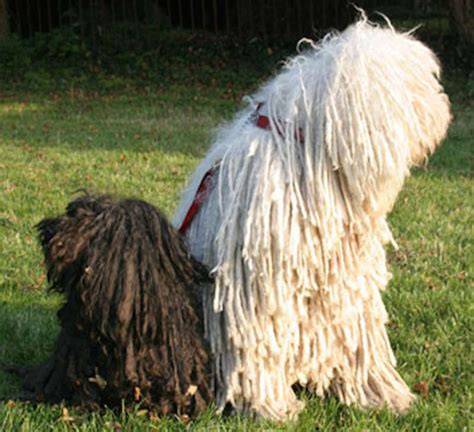 Puli és Komondor éles kontúrú zsinóros szőrzete, fehér aljszőr és hosszú fedőszőr