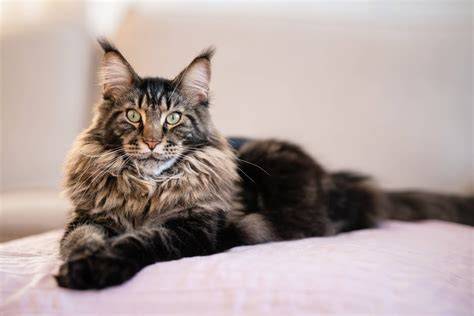 Maine Coon rendszeres fésülése és ápolása