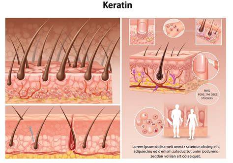 keratin szerkezete mikroszkóp alatt