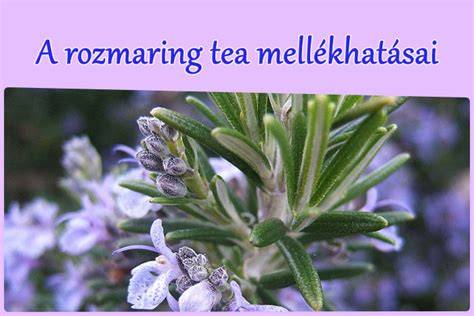 rozmaring tea haj öblítés