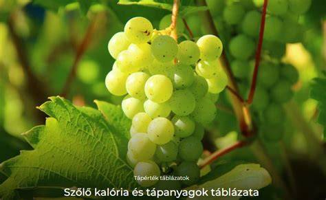 búzakorpa és zabkorpa tápanyagok táblázata