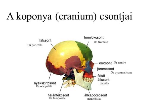Az agykoponya csontjai